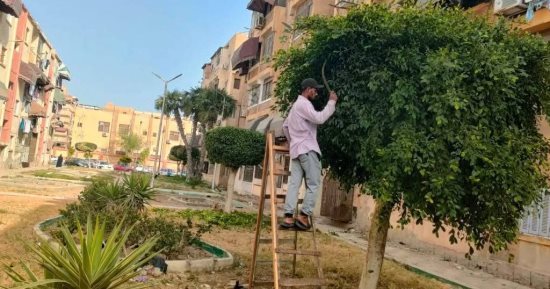 بورسعيد تُوسّع رقعتها الخضراء.. تنفيذ مبادرة 100 مليون شجرة في كل الأحياء بالمحافظة