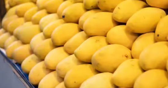 يوم المانجو.. تعرف على أغلى 5 أنواع فى العالم