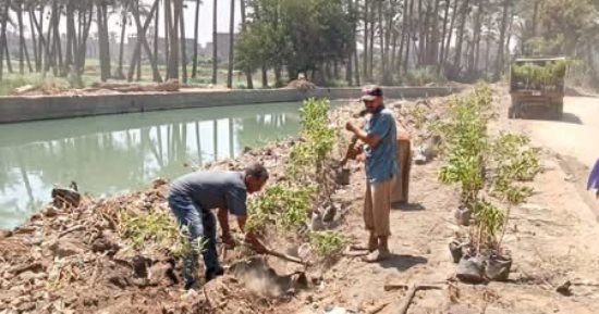 تشجير طريق 6 أكتوبر بأبو النمرس.. زراعة 100 شجرة ضمن خطة التجميل