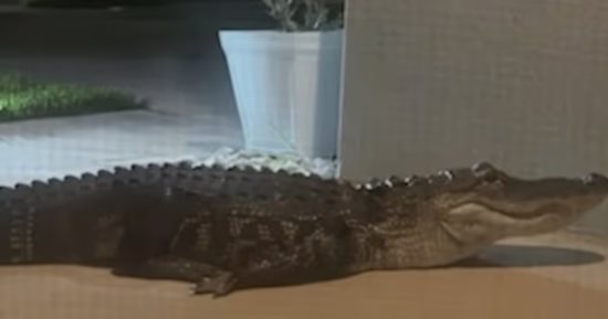 لحظات من الرعب.. مواجهة مخيفة لعائلة مع تمساح ضخم فى فلوريدا.. فيديو
