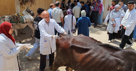 جامعة كفر الشيخ تطلق قافلة بيطرية علاجية مجانية إلى قرية الكوم الطويل