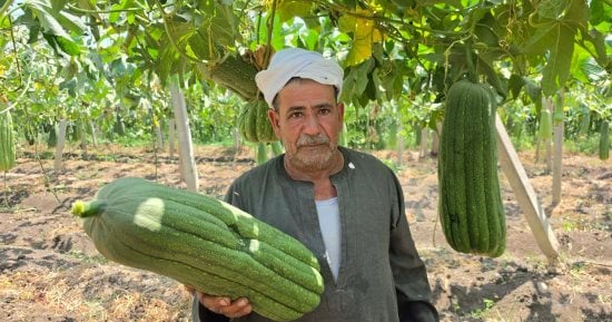 بشاير الخير فى موسم الحصاد.. هنا قرية الزوامل عاصمة زراعة اللوف فى الشرقية.. زراعة 1200 فدان فى زمام القرية.. والمزارعون: اللوف مصدر رزقنا ونناشد بعودة الأسمدة الكيماوية المدعمة لكونه محصولا استراتيجيا مهما