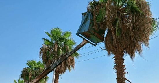 رئاسة مركز الداخلة: حملات مكثفة لتقليم الأشجار وإزالة النباتات العشوائية