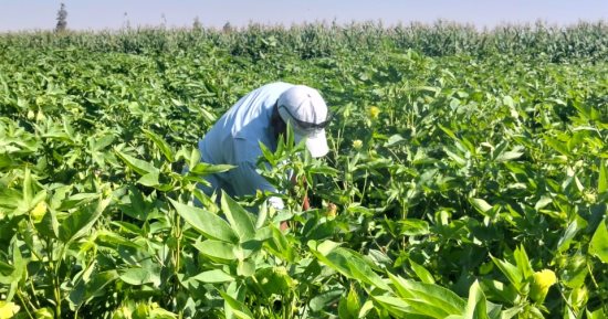الذهب الأبيض يزين غيطان الشرقية.. زراعة 37 ألف فدان بتقاوى منتقاة مرغوبة عالميا.. إنتاجية الفدان من 8 إلى 11 قنطارا.. ونجاح منظومة التسويق الجديدة حققت طفرة هائلة وغير مسبوقة في أسعار القطن.. صور