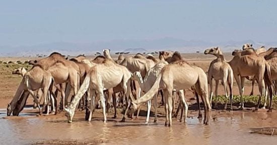 "الدبوكه" رحلة للجمال من السودان لشلاتين.. تراث وتاريخ صحراوى عريق منذ عشرات السنين.. يمتد عبر الوديان والجبال وتعتبر أطول رحلات تجارة الإبل فى جنوب البحر الأحمر.. وتعبر لمصر سيرا على الأقدام بقيادة حراس.. صور