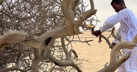 الحطب شريان الحياة في أودية الصحراء الشرقية.. رحلة البحث اليومية عن الوقود تبدأ مع شروق الشمس بين جبال حلايب وشلاتين.. أبناء البادية يعتمدون على بقايا الأشجار للطهي والتدفئة دون المساس بالأشجار الحية.. صور