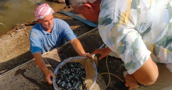 إنزال مليون و100 ألف زريعة أسماك ببحر أبو الأخضر و مويس بالشرقية