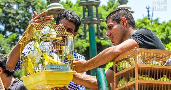 سوق السيدة عائشة.. جنة طيور الزينة فى مصر