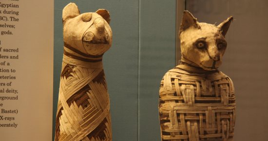 فى اليوم العالمى للقطط.. كيف أصبحت القطة حيوانًا مقدسًا فى مصر القديمة؟