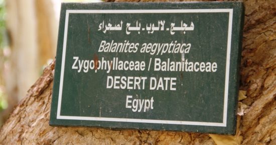 اللالوب.. صيدلية الطبيعة فى قلب الحديقة النباتية بأسوان.. ثمار تعالج وجذور تحمى البيئة وأوراق تدخل فى صناعة الصابون.. وشجرة نادرة تجمع بين العلاج والظل والجمال وتستحق التوسع فى زراعتها.. صور