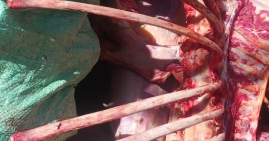 سحب عينات من اللحوم المضبوطة بالمحلة لبيان إذا كانت لحم خيل من عدمه.. صور