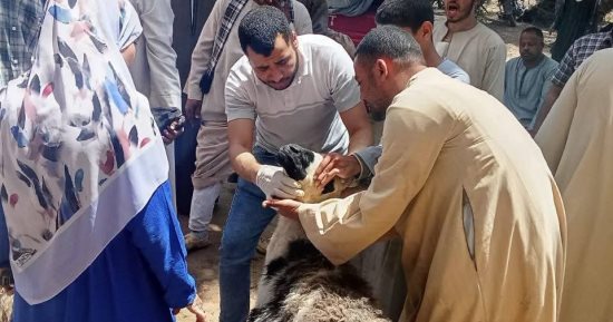 الطب البيطري بسوهاج يسلم 3336 رأس أغنام للمستفيدين بـ4 قرى