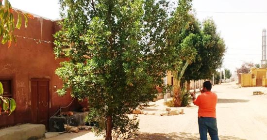 تحصين الكلاب بأسوان ضمن جهود مكافحة السعار