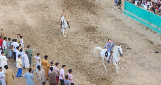 ليالي المولد النبوي تنطلق فى قرى الأقصر بسباقات الخيول العربية.. فيديو وصور