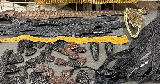صينى يفاجئ سلطات مطار موسكو.. ضبط 64 جزءًا من تمساح داخل أمتعته