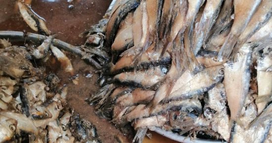 ضبط 2000 قطعة مواد غذائية وأسماك منتهية الصلاحية بكفر الشيخ