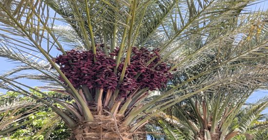 بشائر موسم جنى البلح فى أسوان بعد أيام والمزارعون يتوافدون إلى حقول النخيل.. السكوتى والبرتمودى والقنديلة أبرز الأنواع.. المحافظة من الأكبر إنتاجا للتمر.. و3.3 مليون نخلة تنتج أنواعا مختلفة.. صور