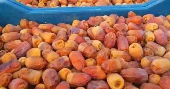 بشاير موسم جنى التمور بالوادى الجديد.. من الطلع إلى الثمرة ختام عام من الجهد.. إلغاء رسوم خروج البلح من المحافظة يخفف العبء عن المزارعين.. والمحافظة تتصدر الجمهورية بـ 4.6 مليون نخلة و175 ألف طن إنتاج.. صور