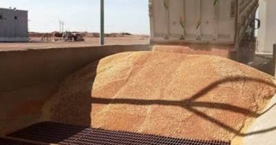 محافظ أسوان: توريد 532 ألفا و836 طن قمح