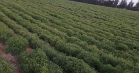 درب الأربعين بالوادى الجديد.. قرى فرضت اسمها على خريطة التنمية والاستثمار الزراعى بالصحراء الغربية.. تحولت من مجتمعات معزولة إلى مراكز لإنتاج المحاصيل الاستراتيجية وأغلى التوابل.. دعم غير مسبوق من الدولة.. صور