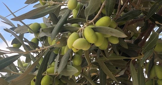 الآبار الجوفية تروى صحراء سيناء وتحولها إلى أراضٍ زراعية منتجة.. فيديو وصور
