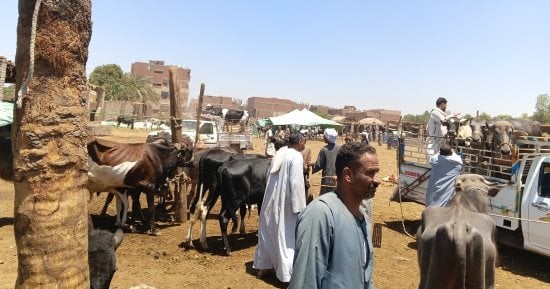 سوق الثلاثاء أكبر أسواق المواشي بأسوان يشهد إقبالا من التجار والمربين.. صور