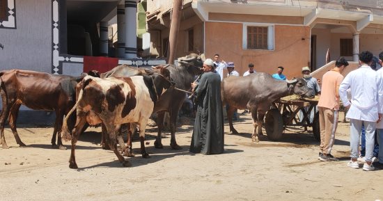قافلة بيطرية مجانية لجامعة كفر الشيخ بقرية المناوفة