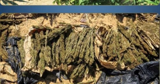 ضبط مساحة منزرعة بمخدر الهيدرو والبانجو بمركز دسوق في كفر الشيخ