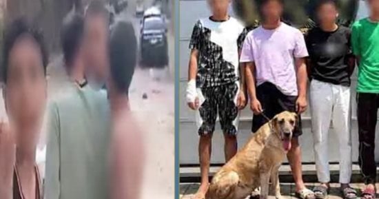 ضبط المتهمين بالاستعراض بكلب والتعدى على المارة بالإسكندرية.. فيديو