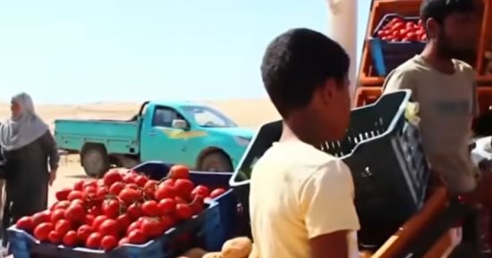 باعة سوق الأربعاء بالشيخ زويد: السوق مصدر رزق ونطالب باستمراره