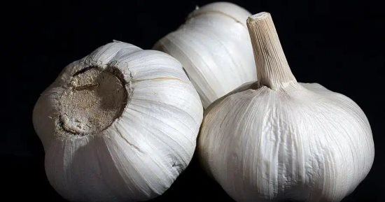 العلاج اللاذع: الثوم فى الطب والثقافة اليونانية القديمة