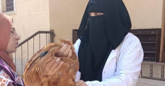 تعرف على جهود بيطري كفر الشيخ لتحصين الماشية والطيور