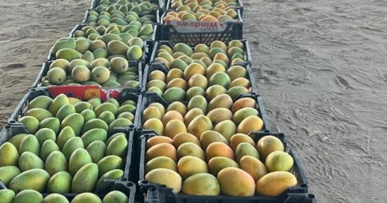 العويس بـ100 جنيه قبل أيام من نهاية موسم المانجو بالإسماعيلية