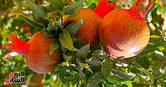 مملكة الفواكه.. ثمار الصيف تزين الأشجار
