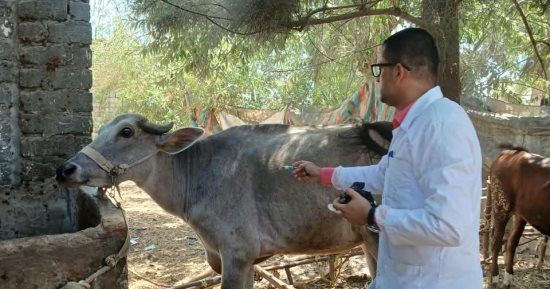 الطب البيطري بالإسماعيلية يحصن 8 آلاف و114 حيوانًا ضد الحمى القلاعية