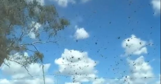 سماء تُمطر حشائش خضراء.. ظاهرة نادرة لـ "إعصار عشبى" تحبس الأنفاس فى أستراليا