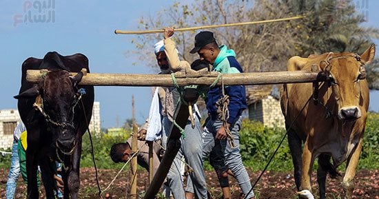 74 عامًا على قانون الإصلاح الزراعى.. الفلاح المصرى صاحب الأرض ونبع الخير