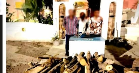 الداخلية تكشف ملابسات منشور قطع الأشجار بالغربية وتضبط المتهمين
