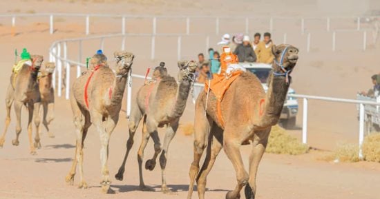 انطلاق سباق الهجن التنشيطي بمضمار شرم الشيخ بمشاركة 140 هجينًا