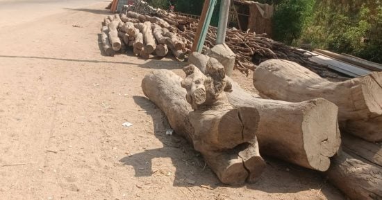 مدينة إسنا تحذر المواطنين من قطع الأشجار بعد شكاوى من قطع شجر على الطريق السريع.. صور