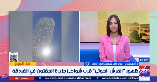 مدير محميات البحر الأحمر: القرش الحوتى مسالم ولا يمثل خطورة