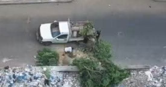النيابة تحبس 4 متهمين بتقطيع الأشجار فى الإسكندرية