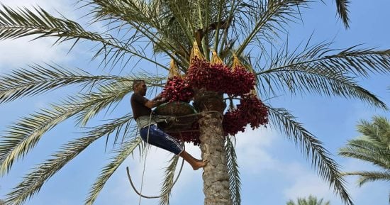 سعيد أبو حسن أشهر طالع نخل فى الشرقية يروى حكاية 20 عاما فوق النخيل.. صور