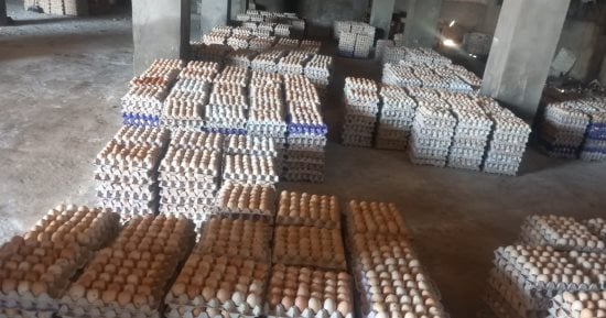 ضبط 228 ألفًا و600 بيضة فاسدة داخل مزرعة دواجن متهالكة قبل إعادة تدويرها بالغربية
