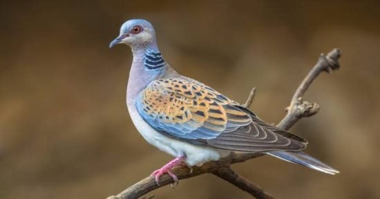 رصد طائر القمري بمحافظة طريف بالسعودية.. أبرز الطيور المهاجرة محل اهتمام هواة الصيد