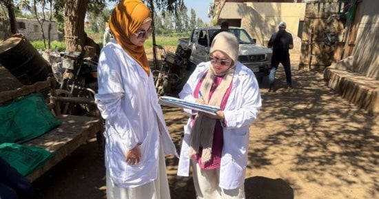 تحصين ما يقرب من 354 ألف رأس ماشية فى المنوفية