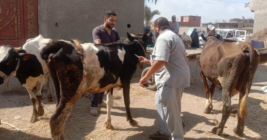 الطب البيطري بكفر الشيخ يقدم 3589 خدمة مجانية بقرية إبطو