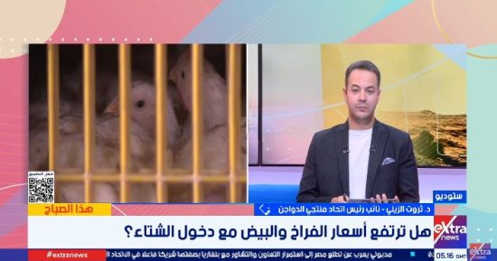 منتجى الدواجن: إنتاج المزارع يحقق الاكتفاء الذاتي والأسعار دون التكلفة