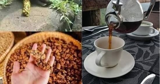 الكيلو بـ 67 ألف جنيه.. أغلى أنواع القهوة فى العالم من فضلات حيوان
