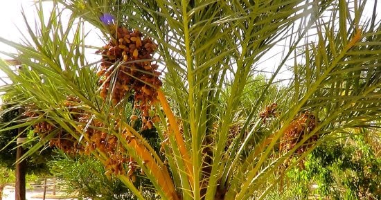 موسم حصاد الخيرات في سيوة.. الواحة من أشهر منتجي البلح في مصر.. التوسع في الزراعة رفع عدد الأشجار لأكثر من مليون نخلة متعددة الأصناف.. وتمد الأسواق بأكثر من 70 ألف طن سنوياً من أجود أنواع التمور.. صور